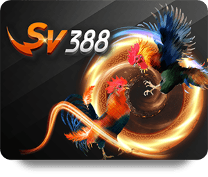 Sport Provider 3